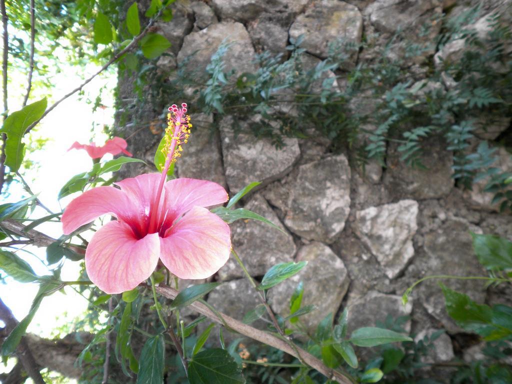 Kostas Studios II Vasilikí Buitenkant foto